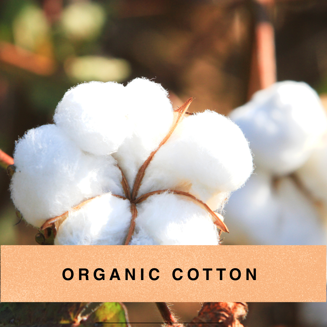 cotton buds from which organic cotton is made
